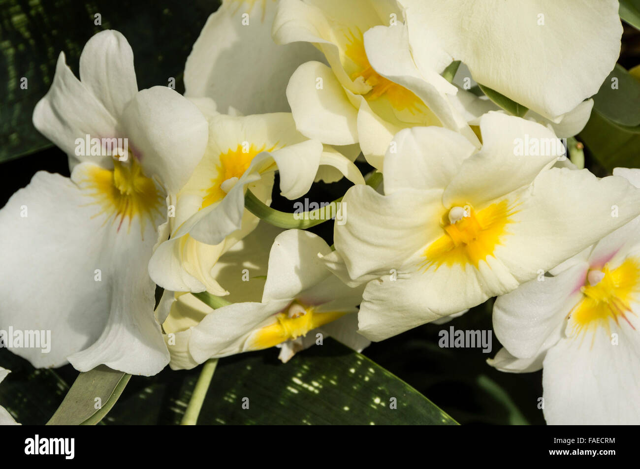 Channel Islands, Jersey Eric Young orchid nursery. Miltoniopsis hybrid Stock Photo Alamy