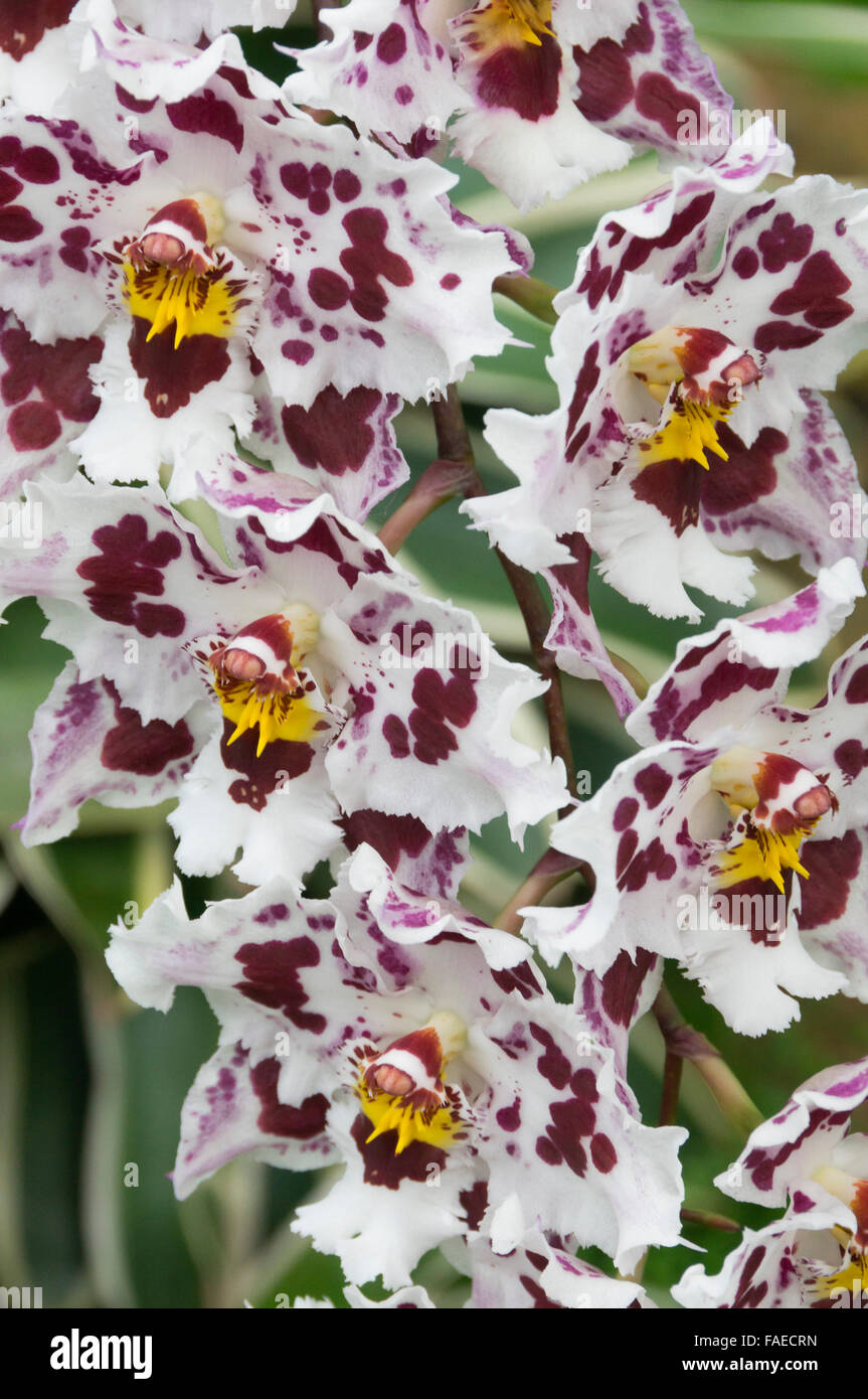 Channel Islands, Jersey Eric Young orchid nursery. Oncidium hybrid Stock Photo Alamy