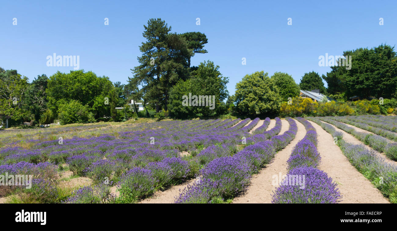 Channel Islands, Jersey - Lavender Farm, Pont Marquet, St Brelade Stock  Photo - Alamy