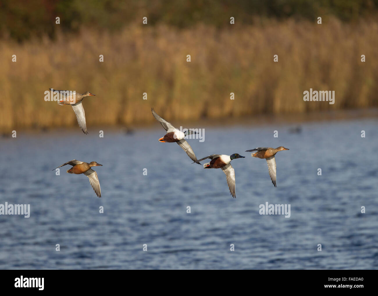 Northern Shoveler, Anas clypeata Stock Photo - Alamy