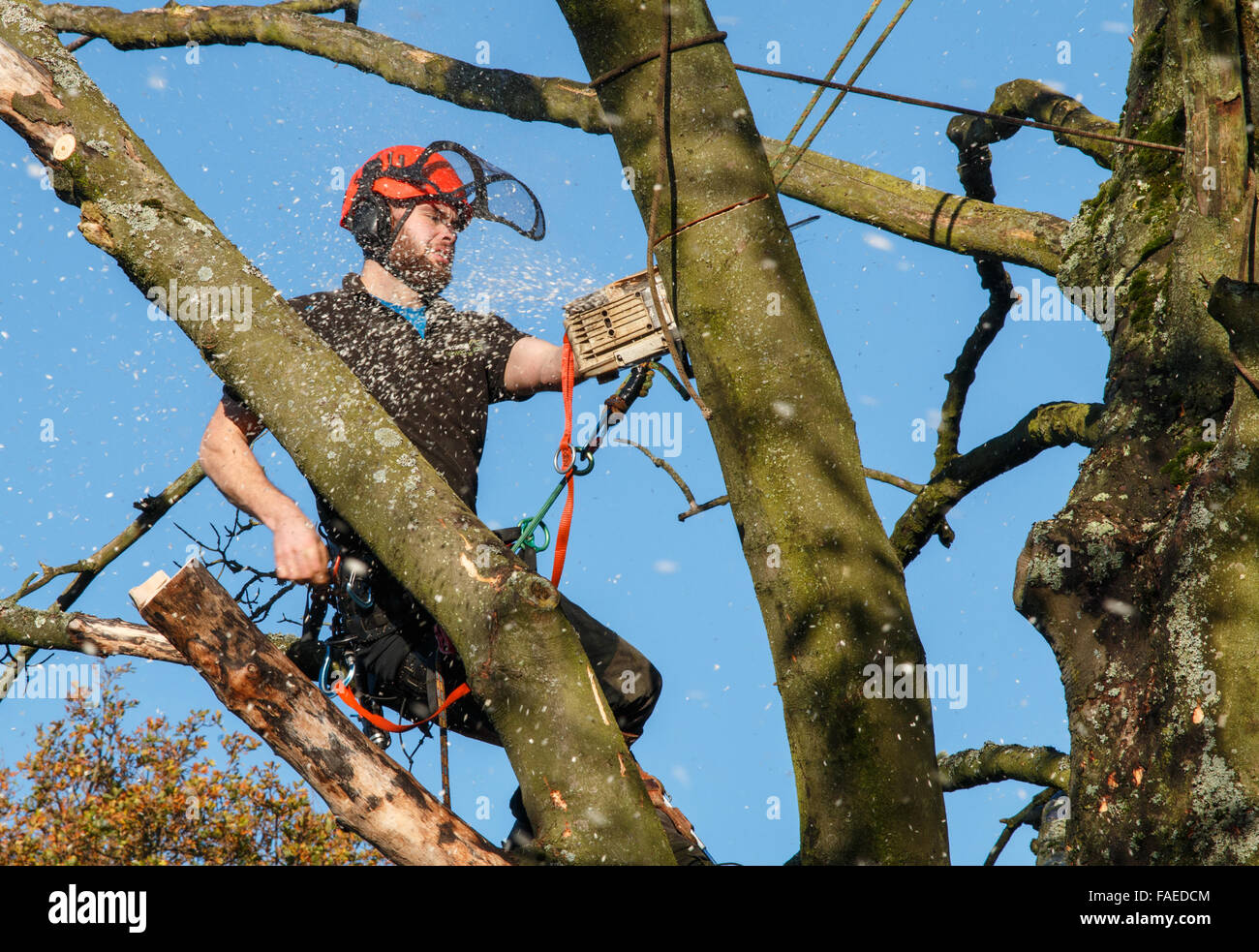 Tree surgeon in the top of a tree cutting branches with a chainsaw.  Chippings and motion blur Stock Photo