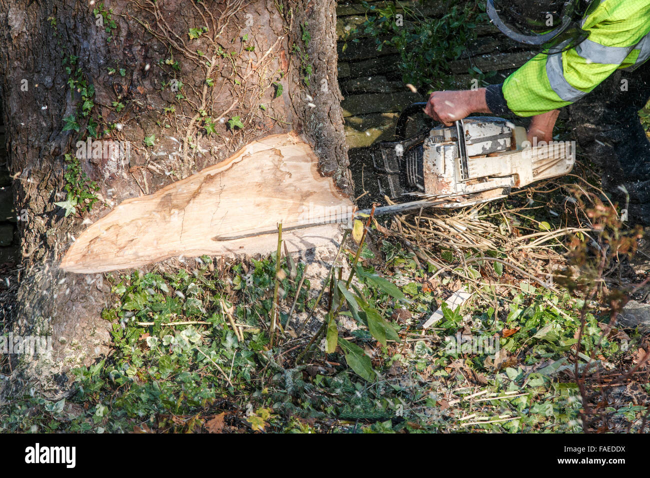 Chainsaw being used cutting through large tree trunk to fell the tree. Motion blur of wood chippings and sawdust Stock Photo