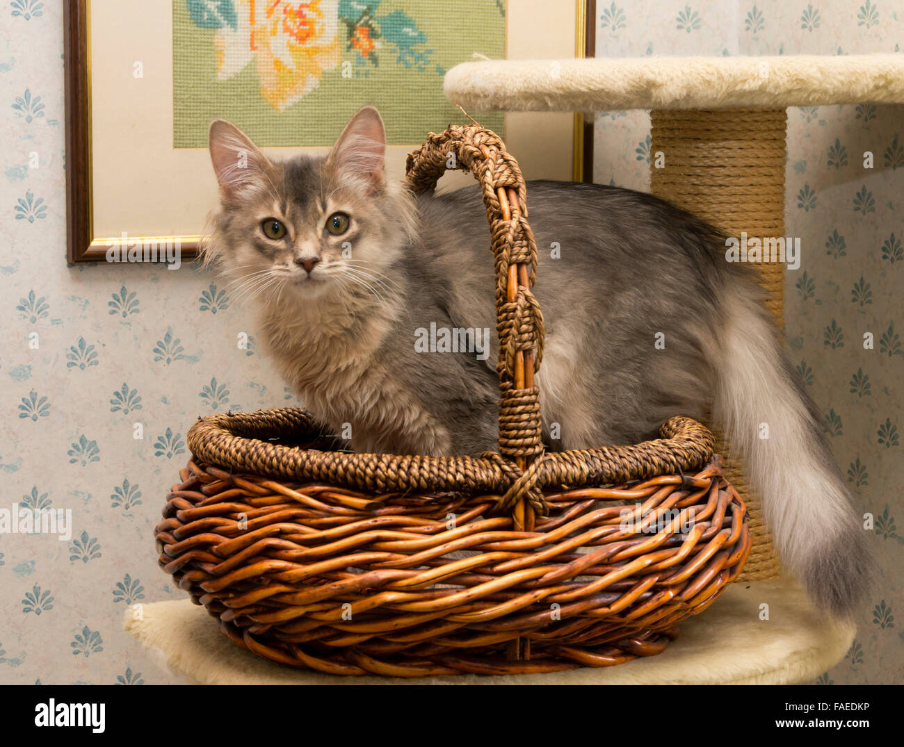 Somali blue (grey) kitten. Stock Photo