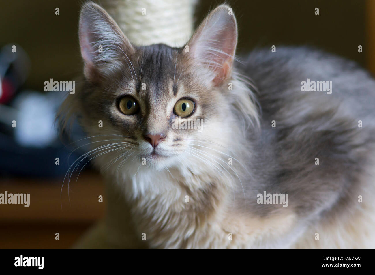 Somali blue (grey) kitten Stock Photo - Alamy