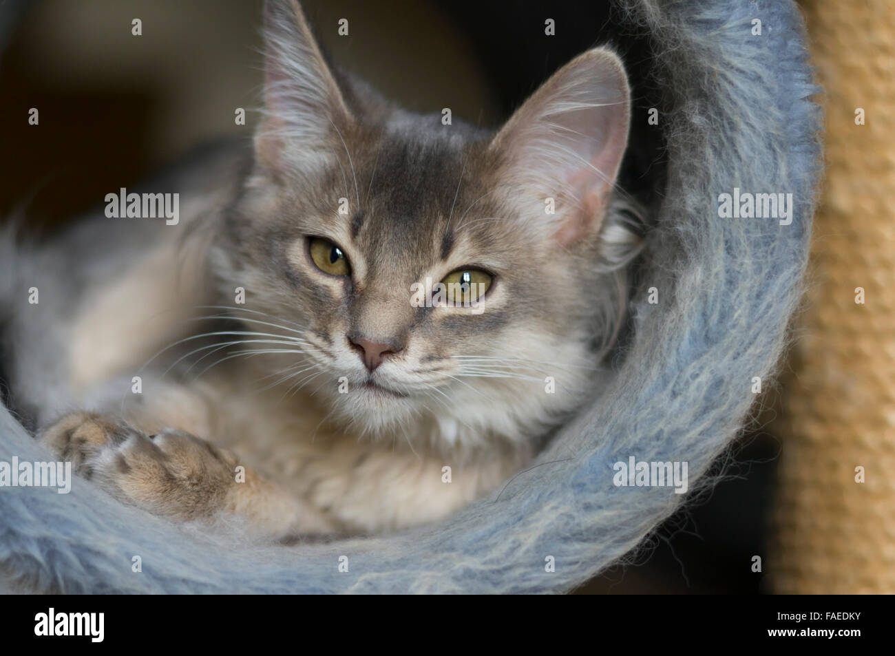 Somali Stock Photos & Somali Stock Images - Alamy