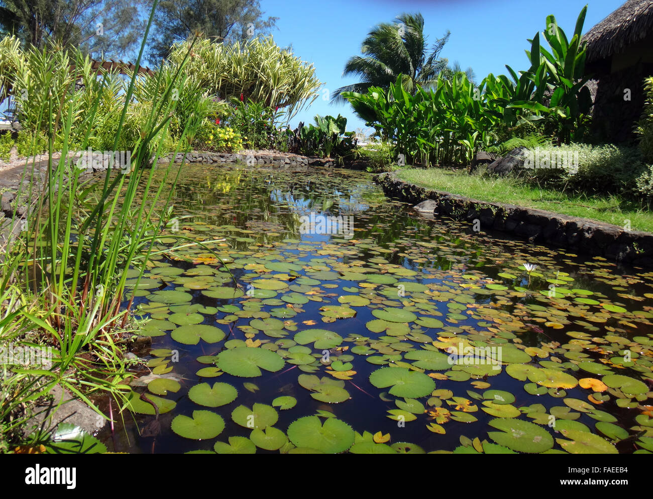 Ornamental fish pond of Jardins de Pa'ofa'i (Garden of Paofai) in