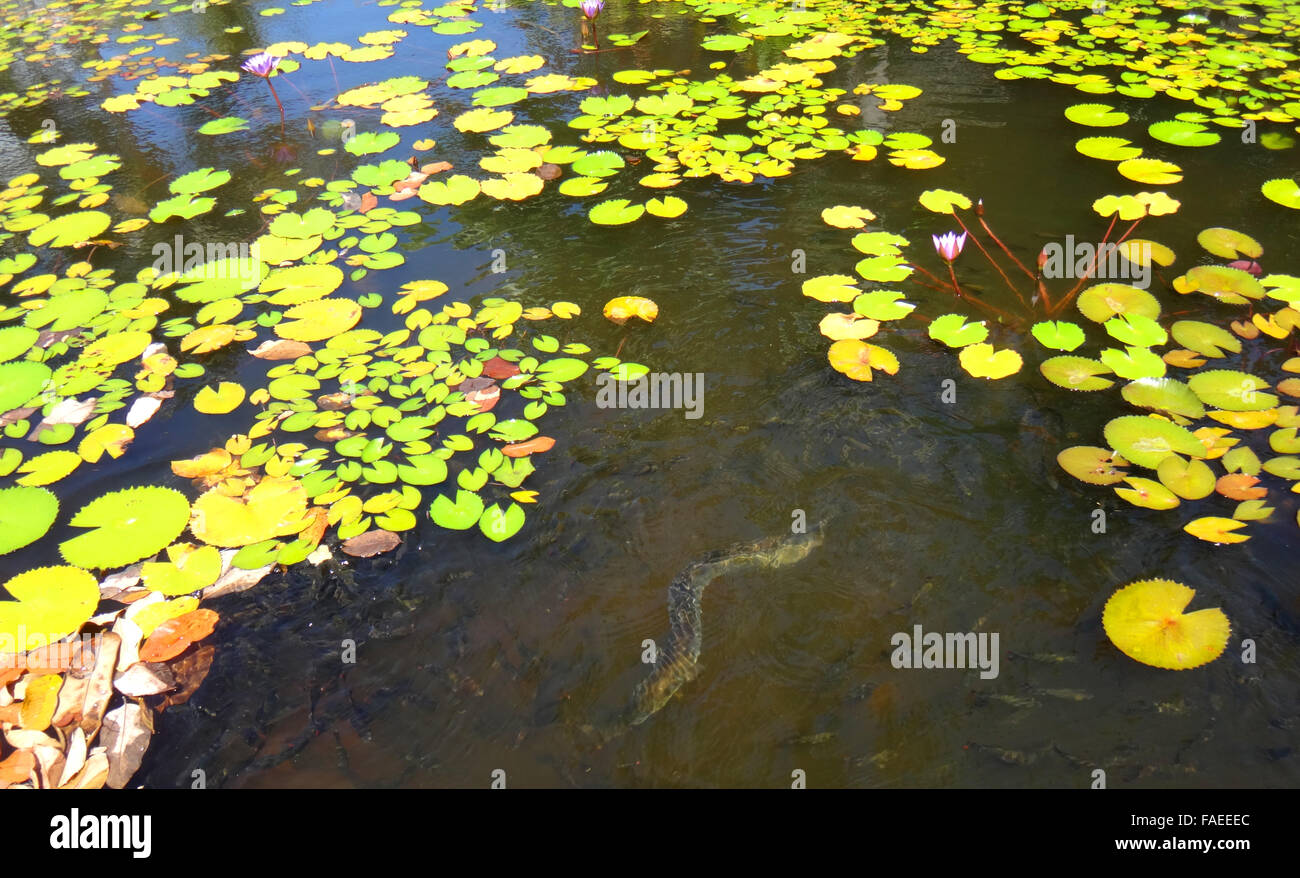 Ornamental fish pond of Jardins de Pa'ofa'i (Garden of Paofai) in