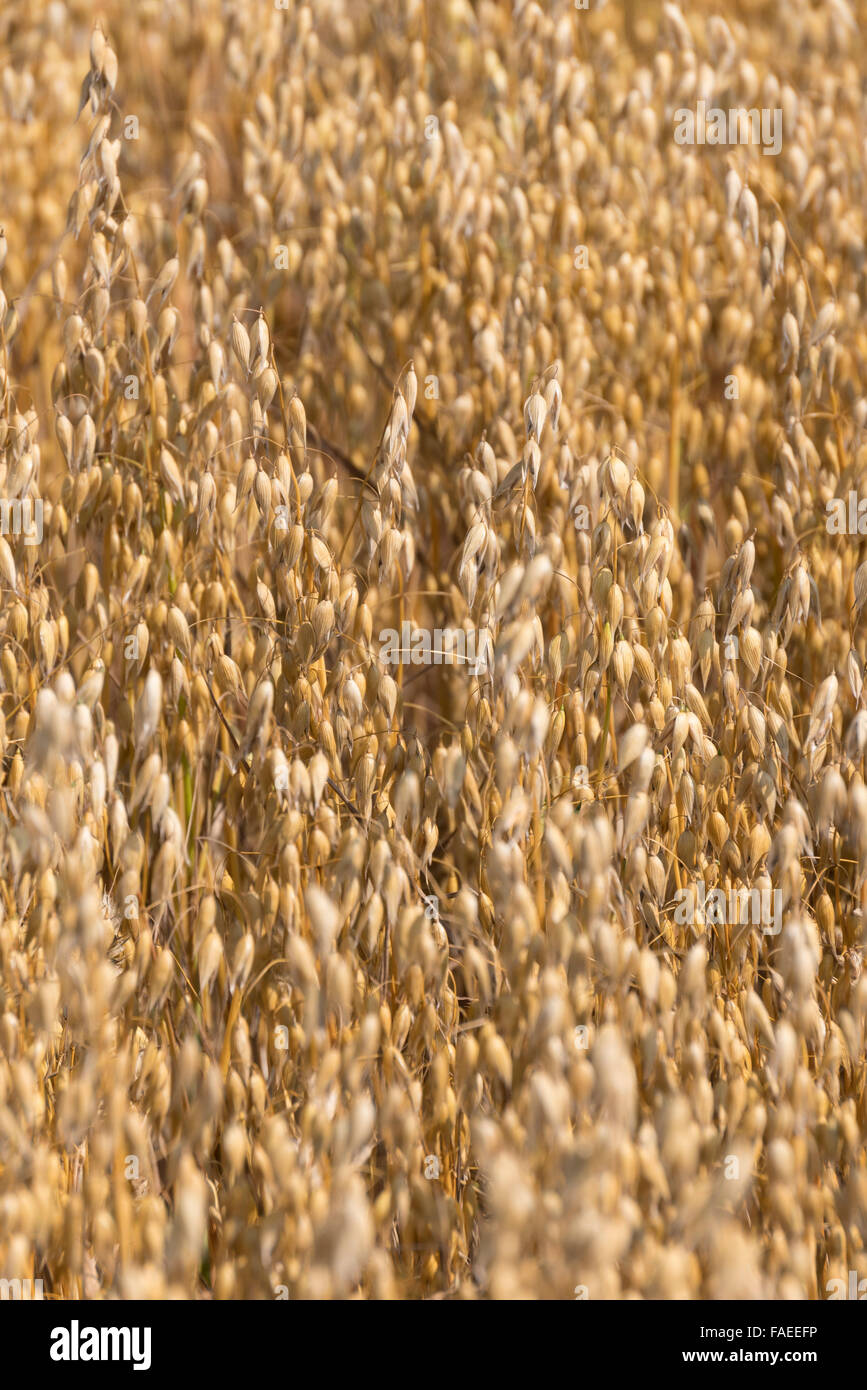 Oats growing in Scotland Stock Photo