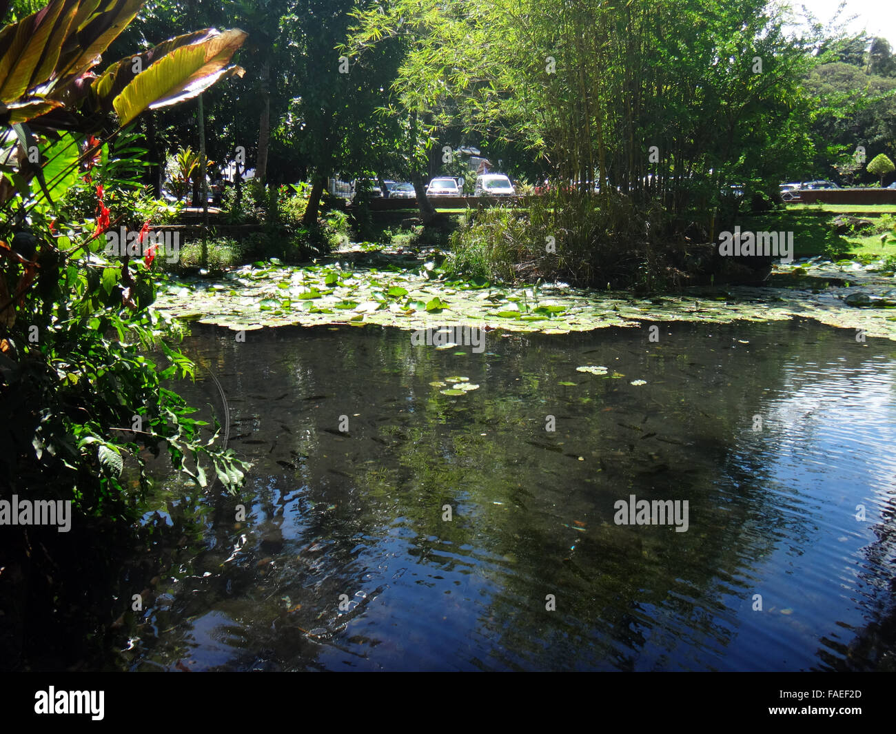 Parc Bougainville in the centre of Papeete, French Polynesia. Stock Photo