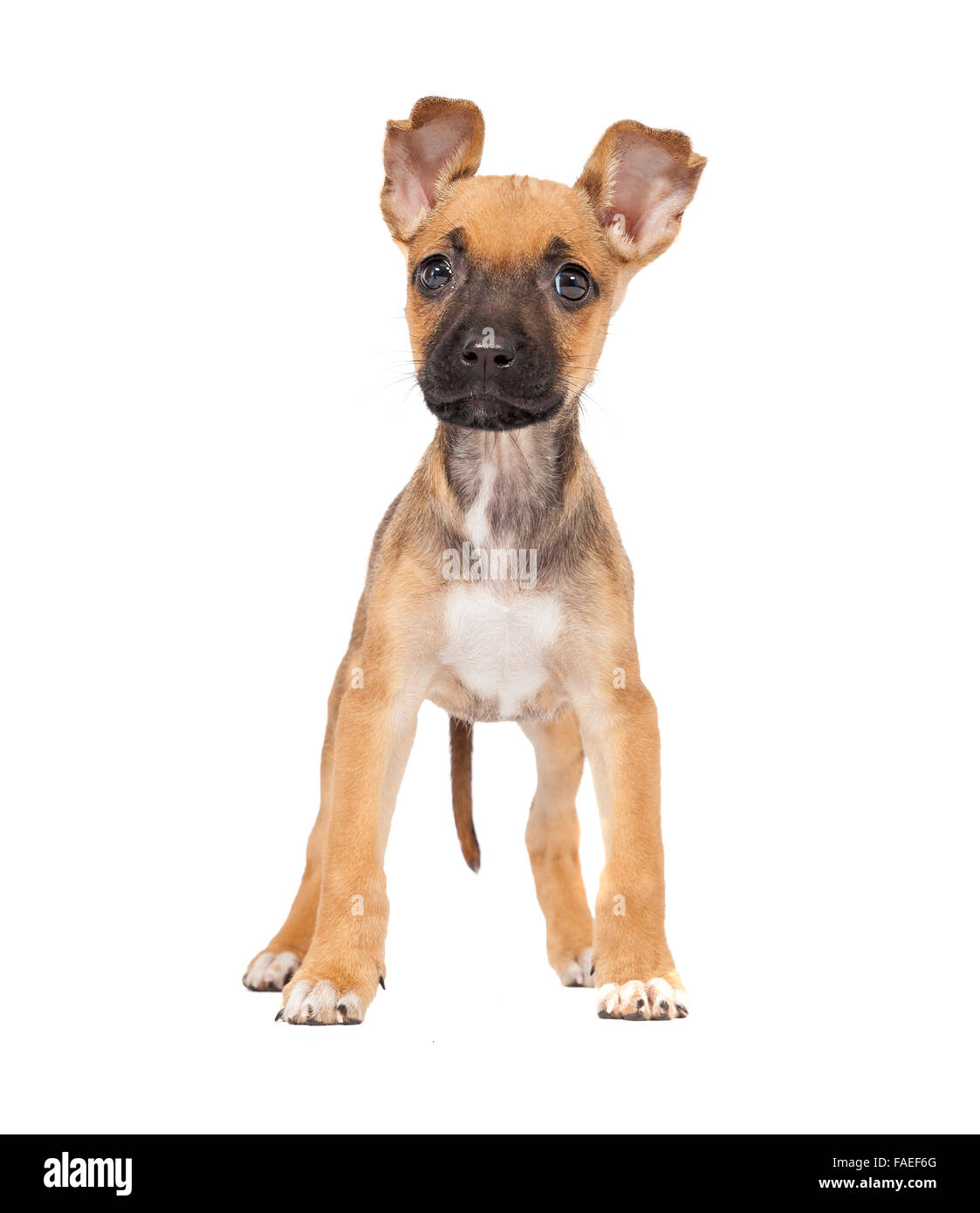 One tiny adorable mixed breed German Shepherd Labrador Retriever puppy stands looking at camera. Isolated on white background Stock Photo