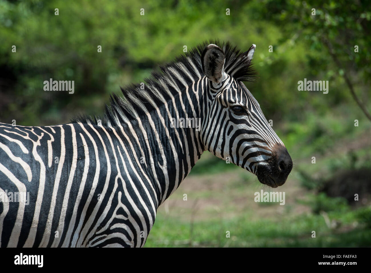 Zambia, South Luangwa National Park, Mfuwe. Crawshay's zebra (Wild: Equus quagga crawshayi) Stock Photo