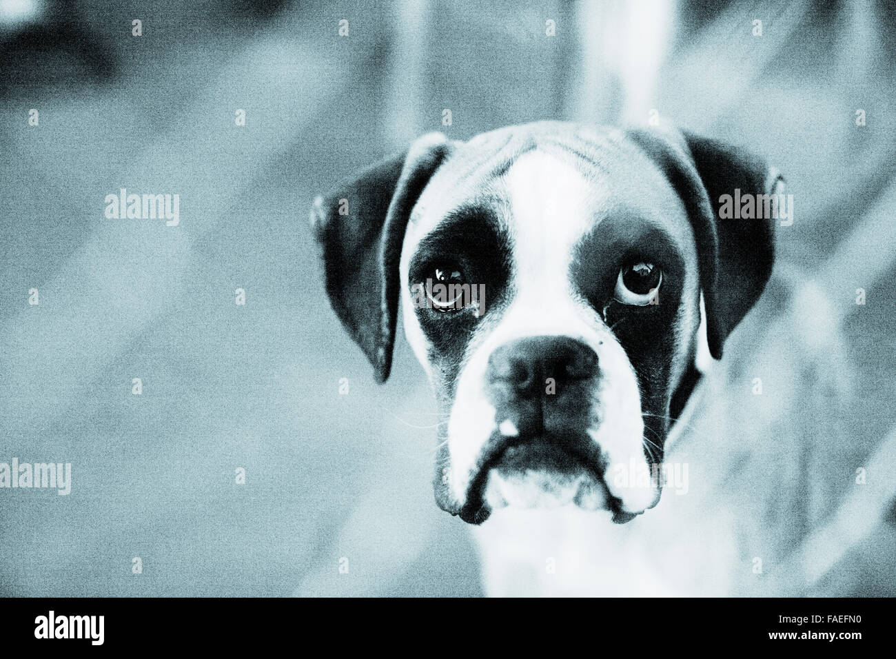 Boxer dog looking portrait photo in toned black and white Stock Photo ...