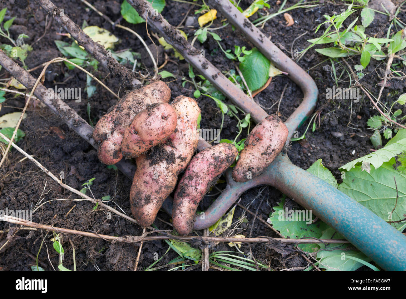Digging up pink fir apple potatoes from home garden crop Stock Photo