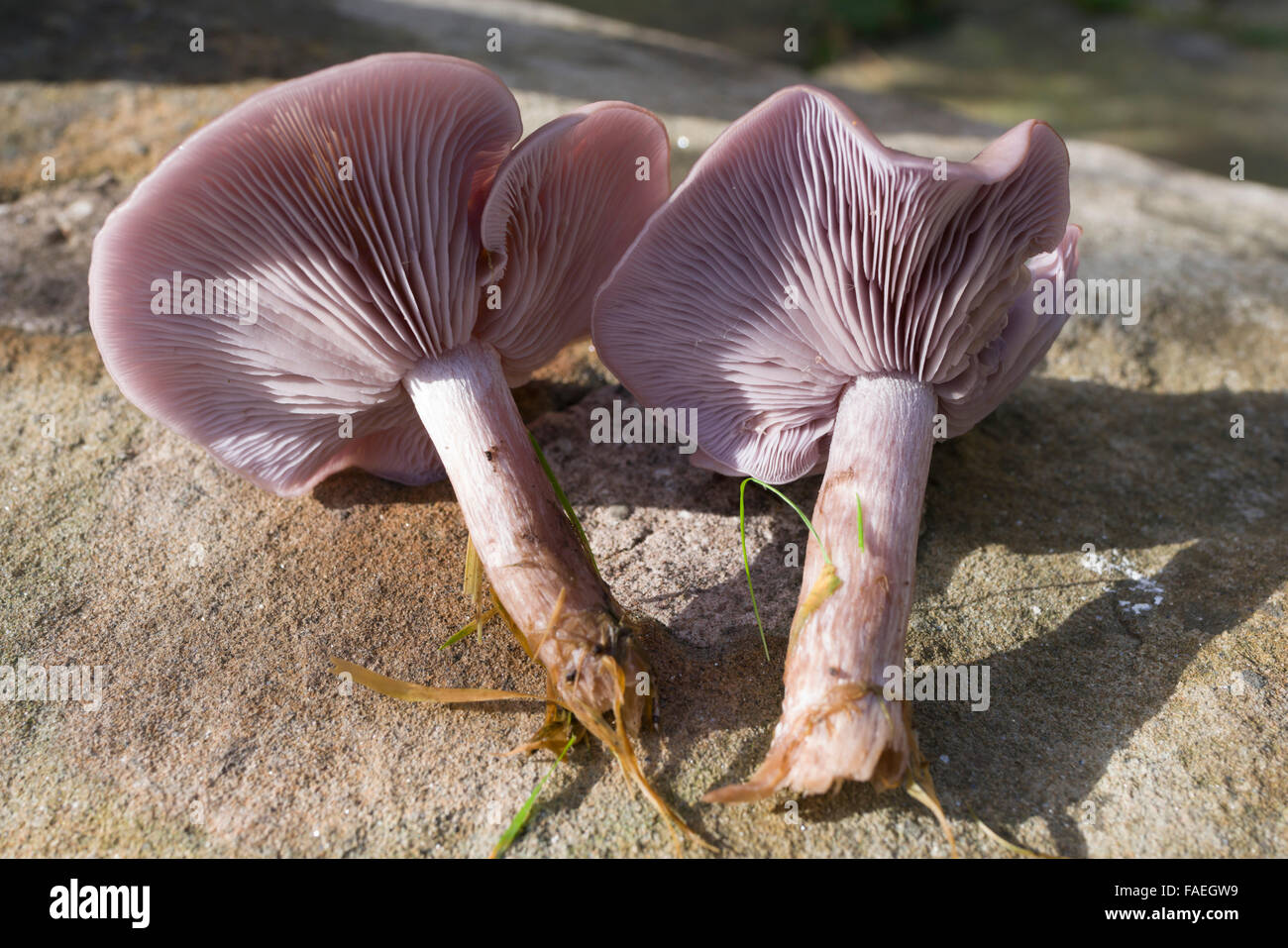 Edible wood blewit fungi Stock Photo