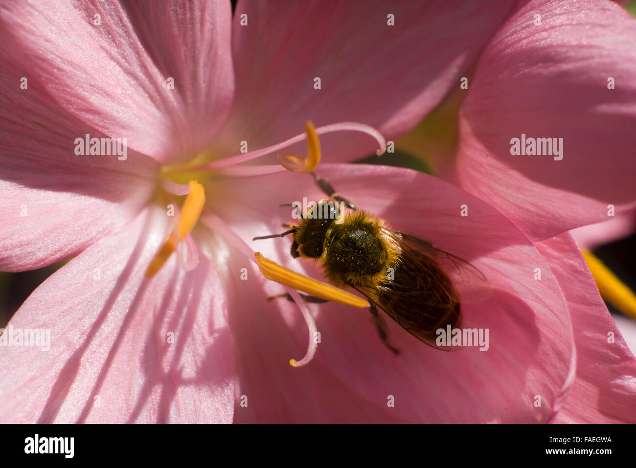 A honey bee feeds on nectar from a kaffir lily flowering in late October in Scotland, very late in the year for foraging Stock Photo