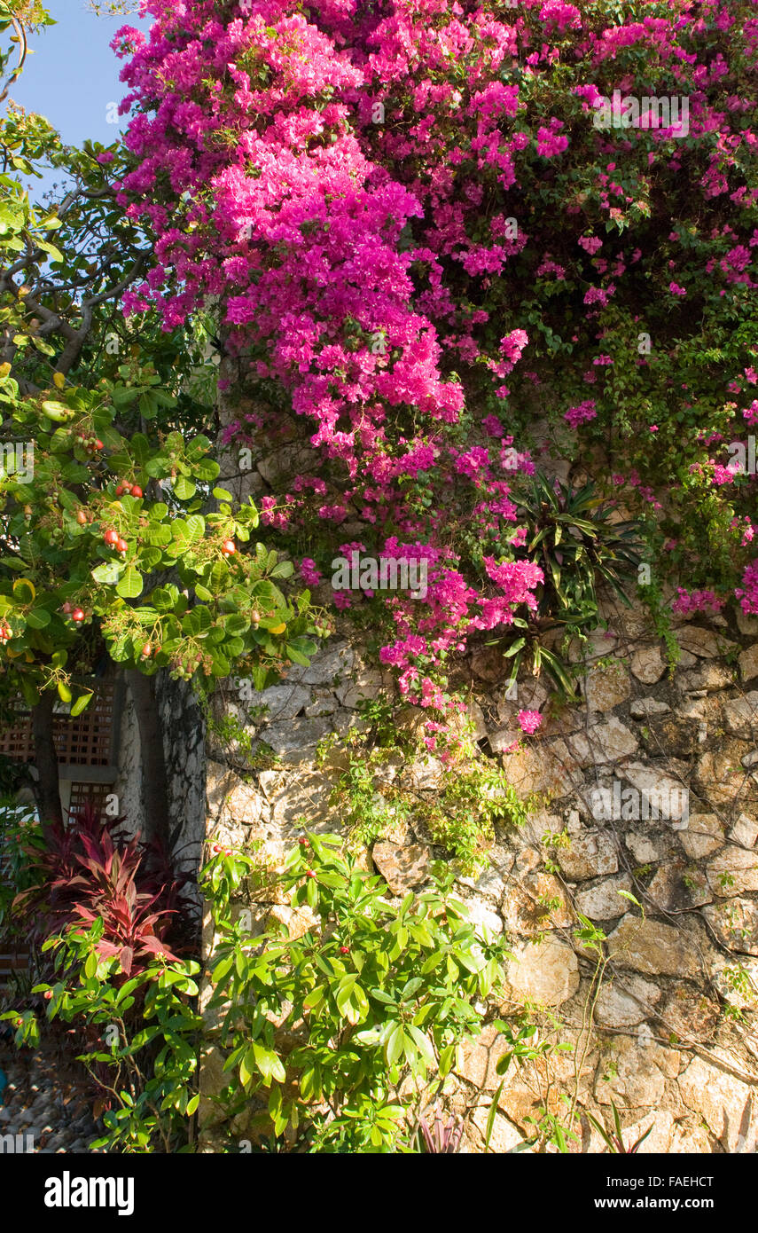 Bougainvillea vines growing on wall of home in Acapulco, Mexico Stock Photo