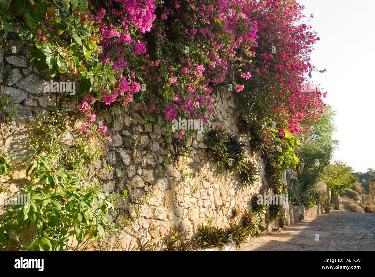Bougainvillea vines growing on wall of home in Acapulco, Mexico Stock Photo