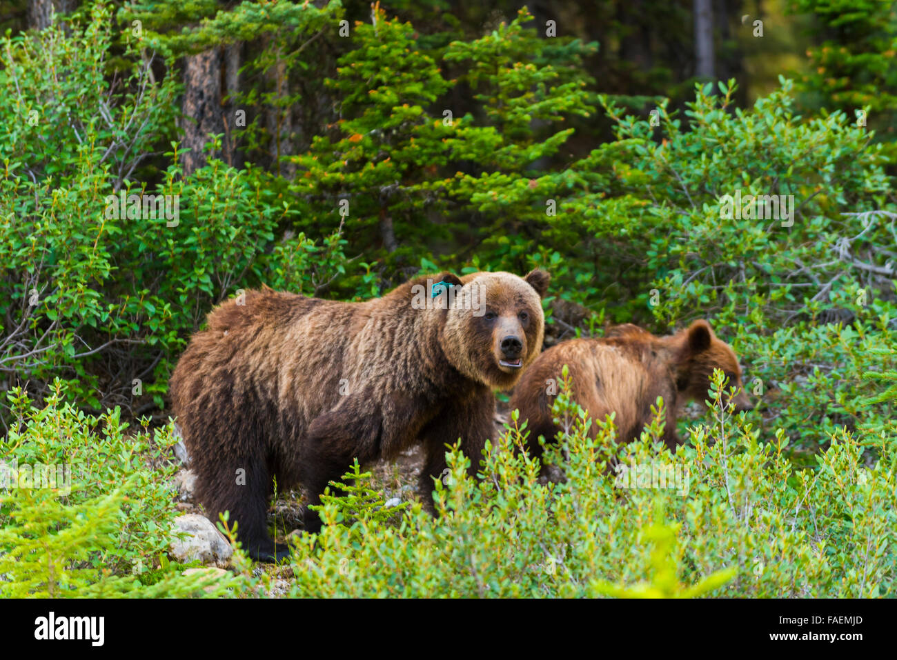 Wild Grizzly Bears mother and cub in the summer Kananaskis Country Alberta Canada Stock Photo