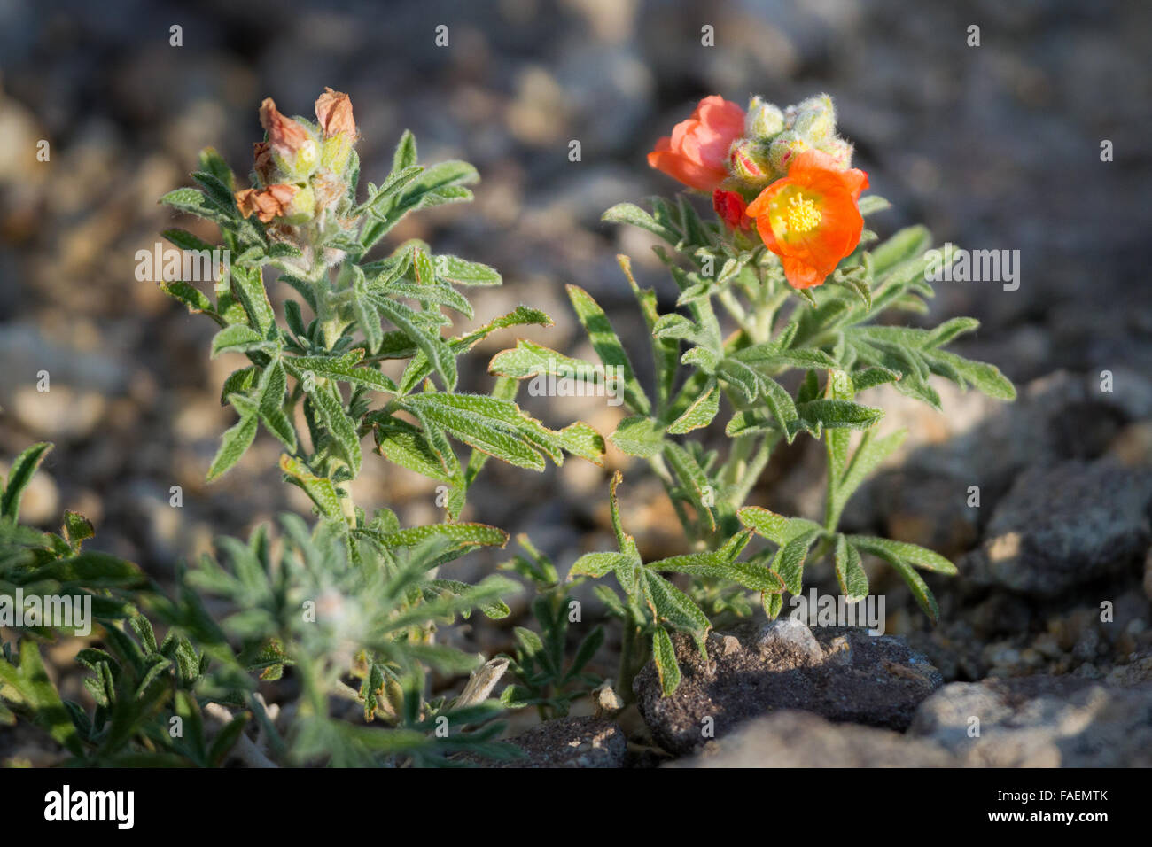 Orange Globe Mallow grows from the high desert rocks in the Bighorn