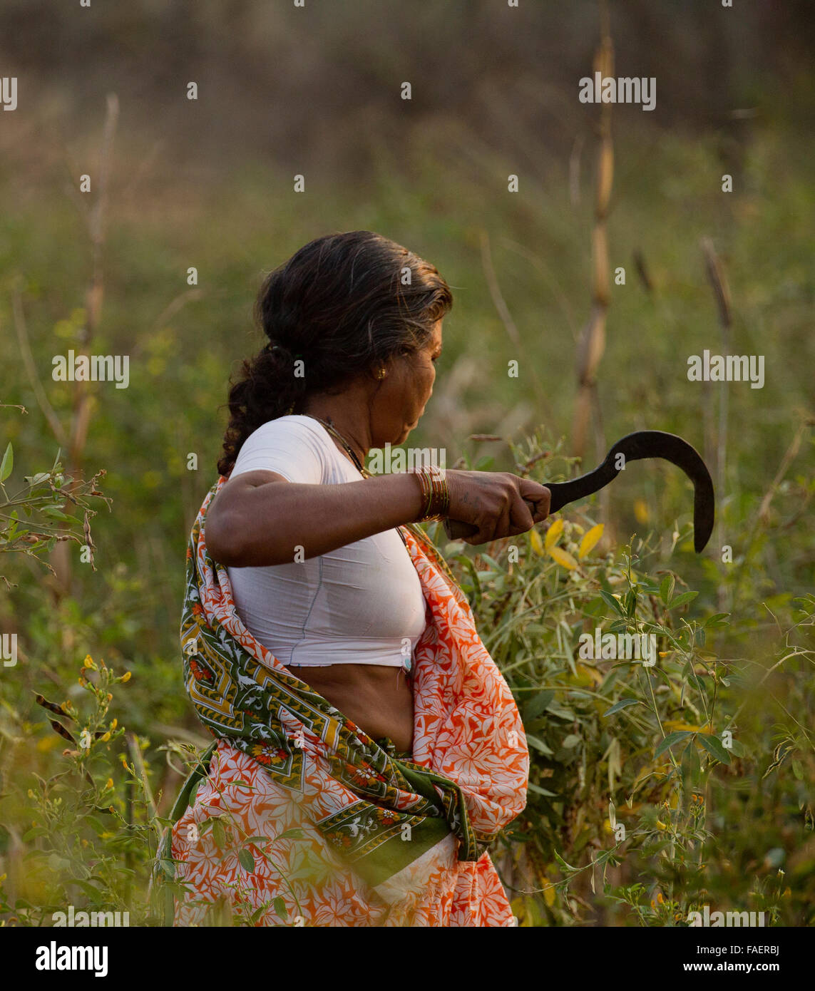 Indian woman cutting grass outside Pench National park in India Stock ...