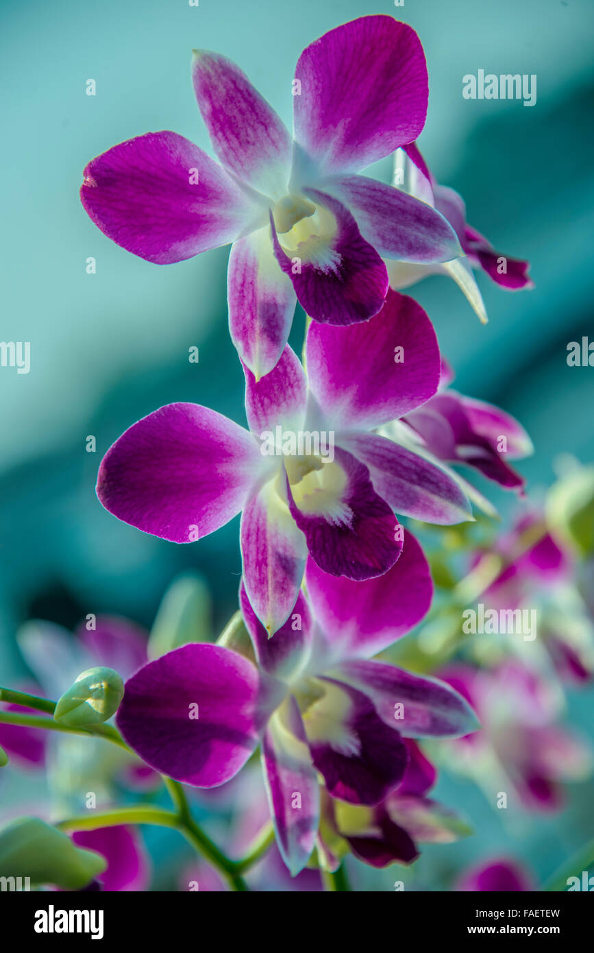 Purple orchids in garden Stock Photo