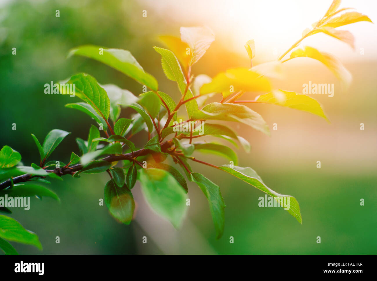 Branch of the apple tree with sunlight Stock Photo