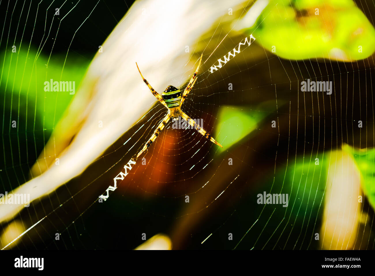 Closeup Picture of Spider standing on the spiderweb Stock Photo