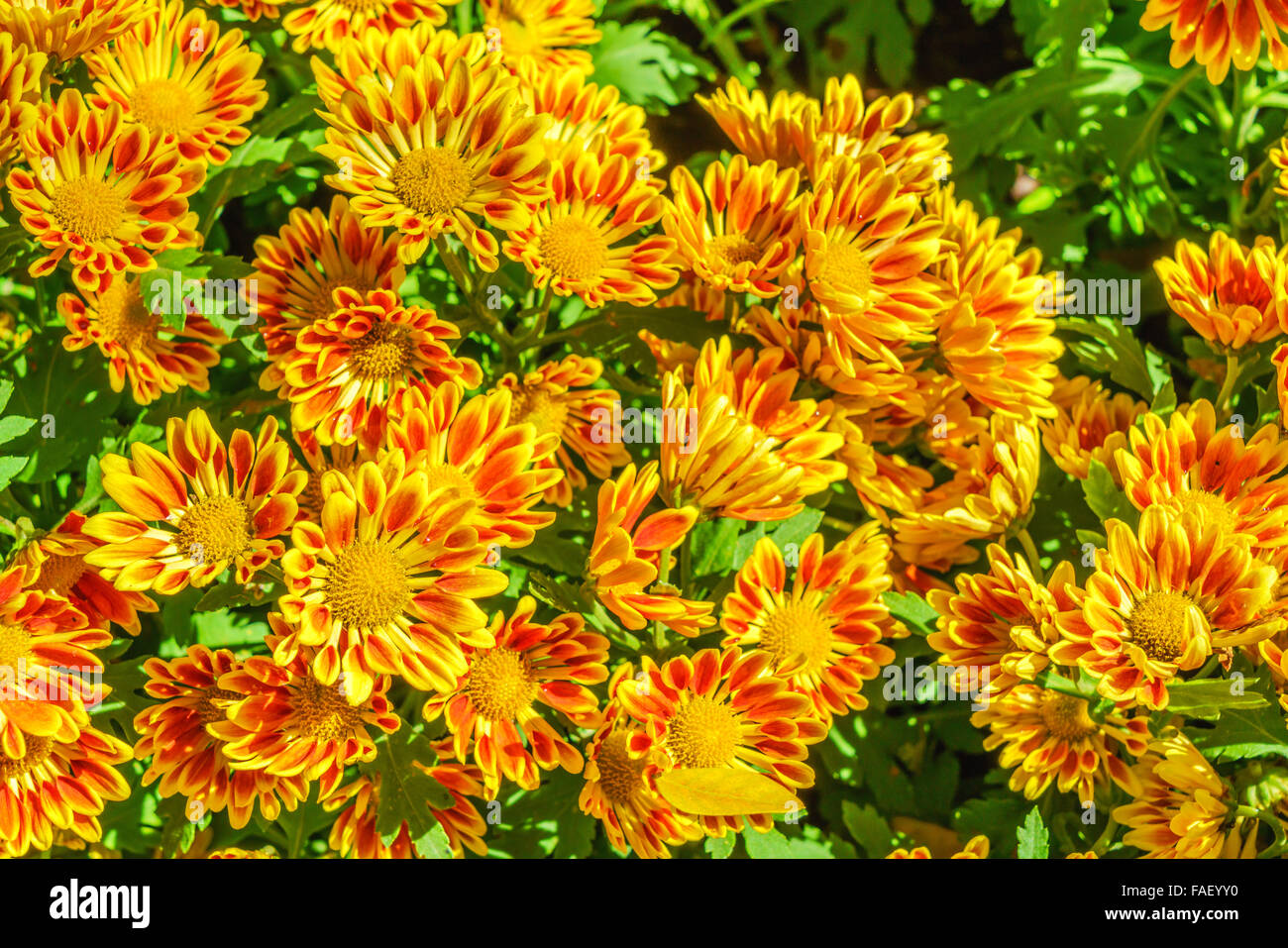 Bright multicolored flower blooming in a garden Stock Photo