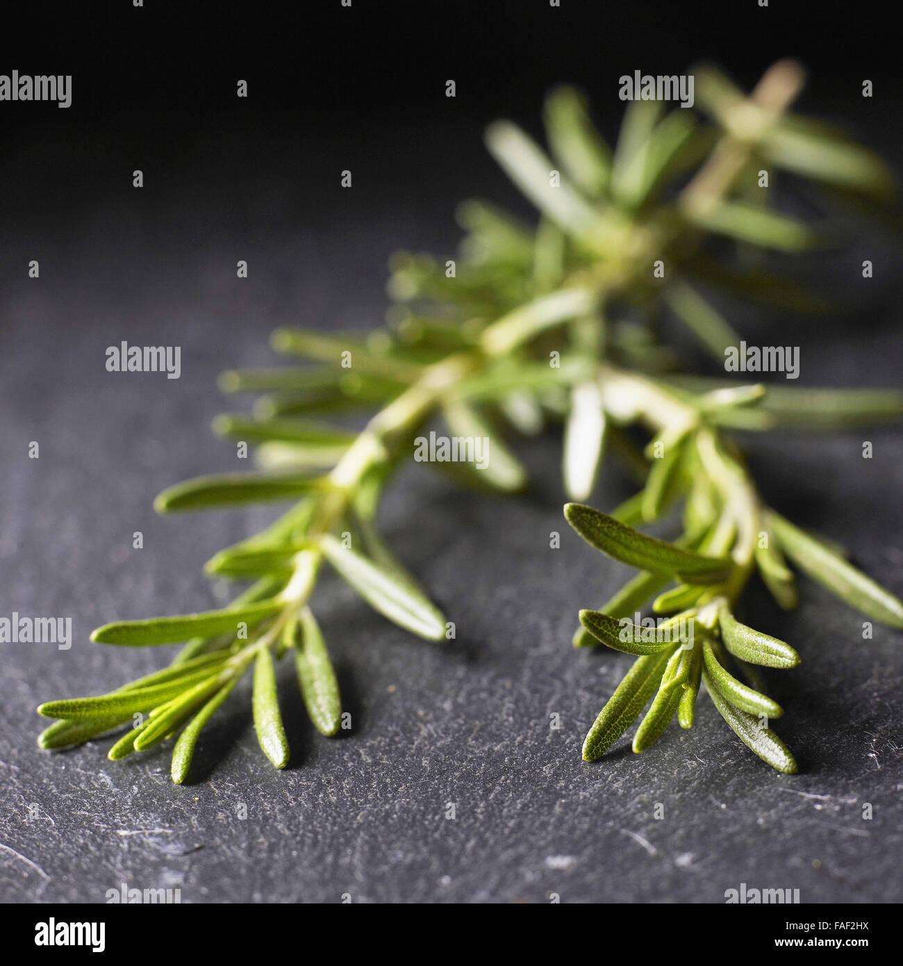 Thyme Leaf High Resolution Stock Photography and Images Alamy