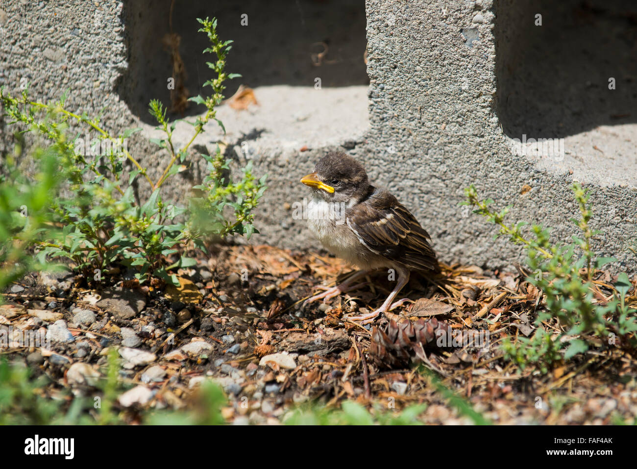 Helpless baby sparrow chick Stock Photo