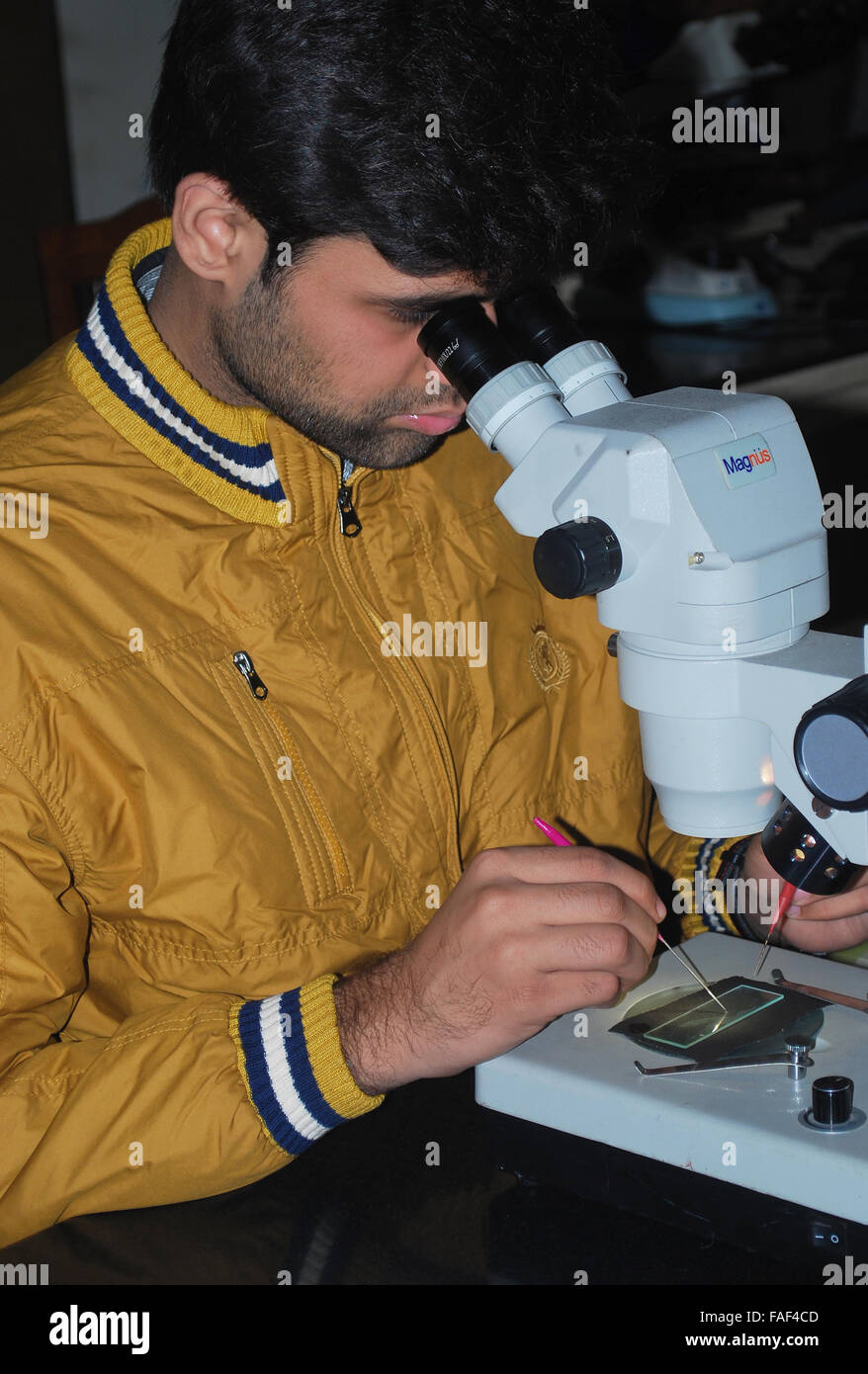 Student working with Microscope Stock Photo Alamy