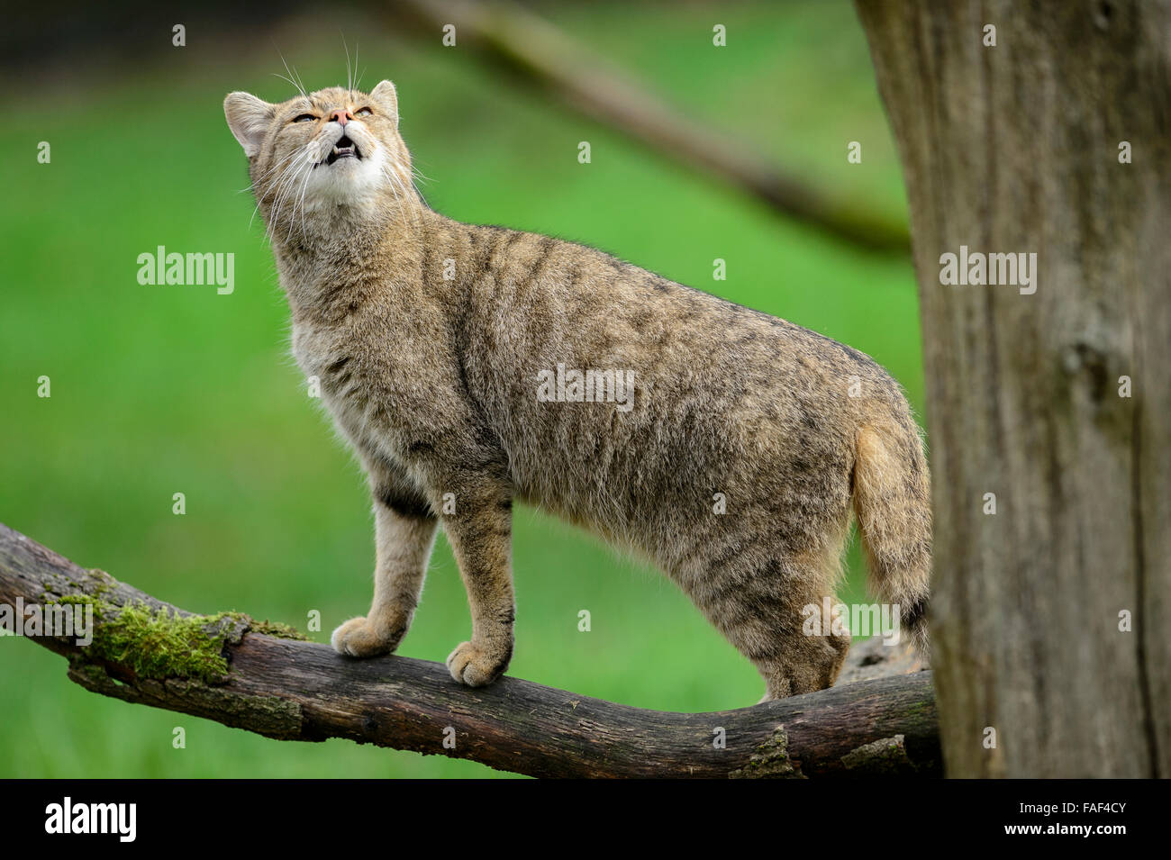 European wild cat (Felis silvestris silvestris) (captive) Stock Photo