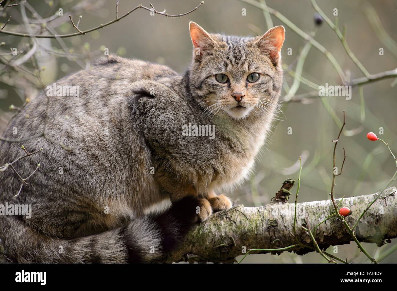European wild cat (Felis silvestris silvestris) Stock Photo