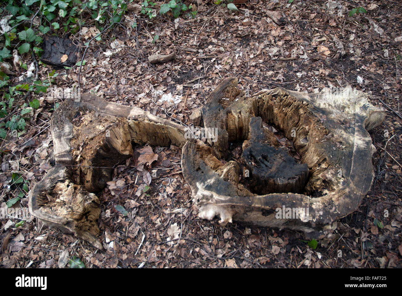 Decaying tree trunk Gunnersbury Triangle Nature Reserve, Chiswick West London, England UK Stock Photo