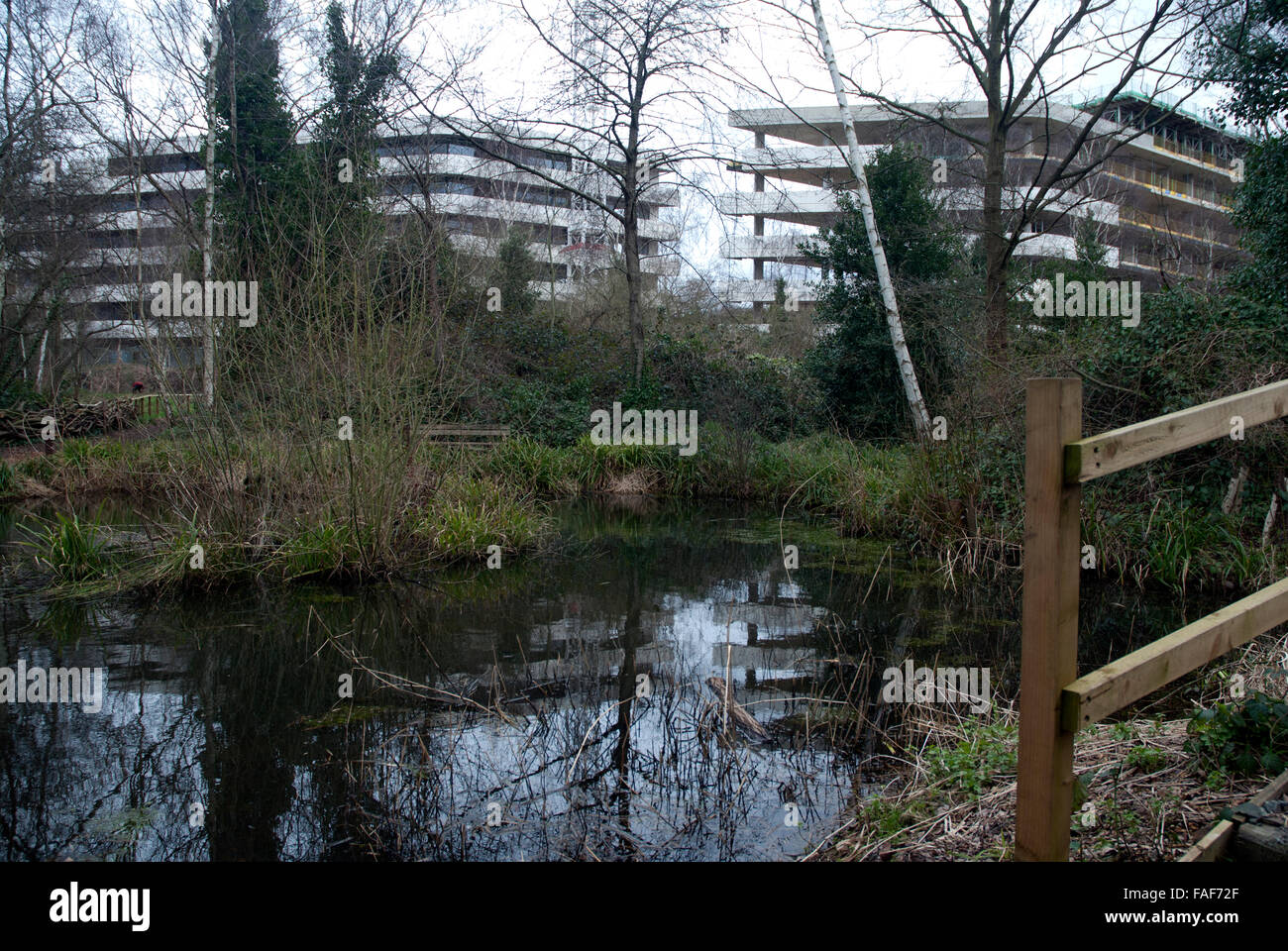 New buildings behind Gunnersbury Triangle Nature Reserve, Chiswick West London, England UK Stock Photo