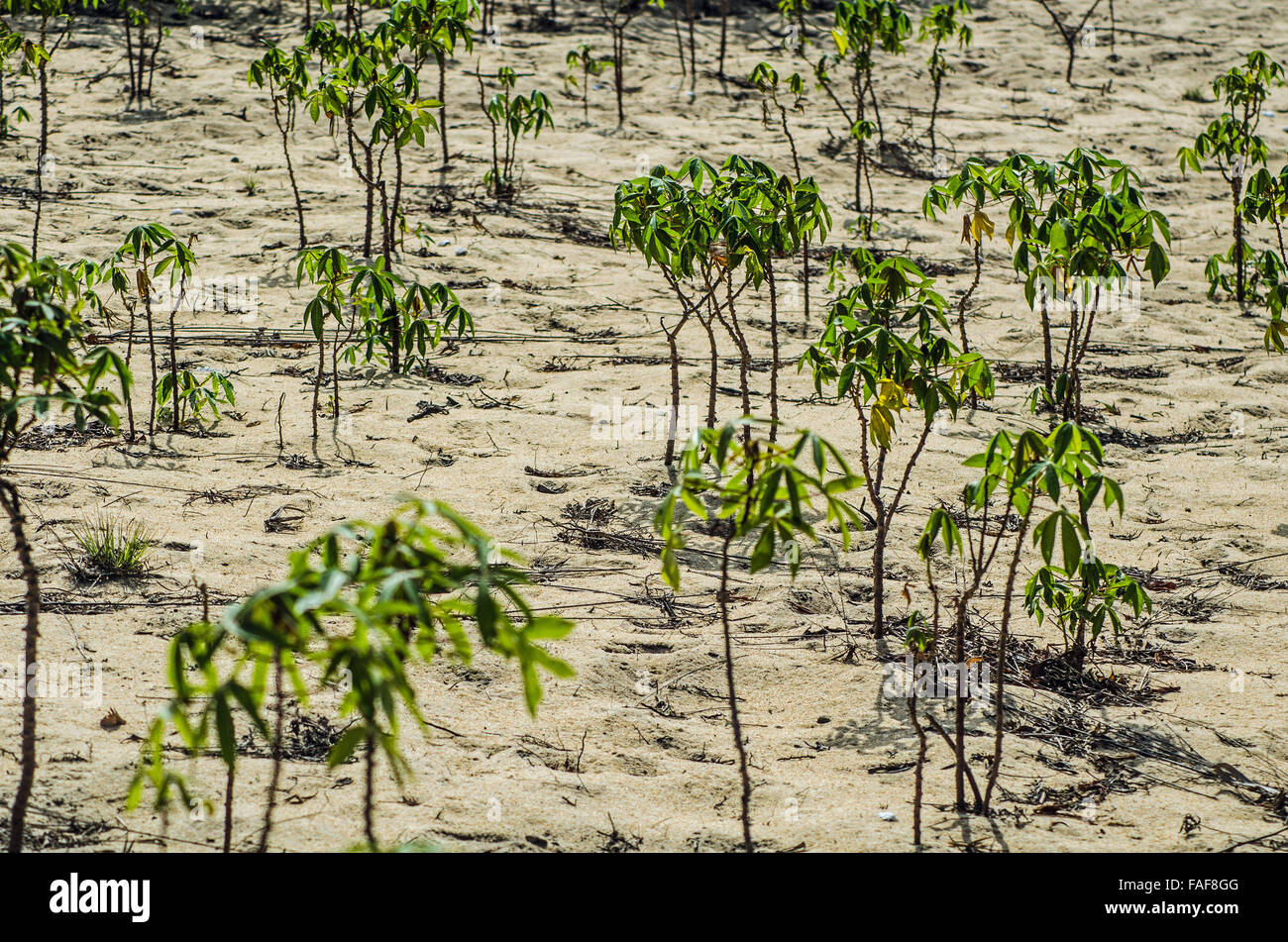 Cassava plants growing in sandy soil on the Turtle Islands, Sierra Leone. Stock Photo
