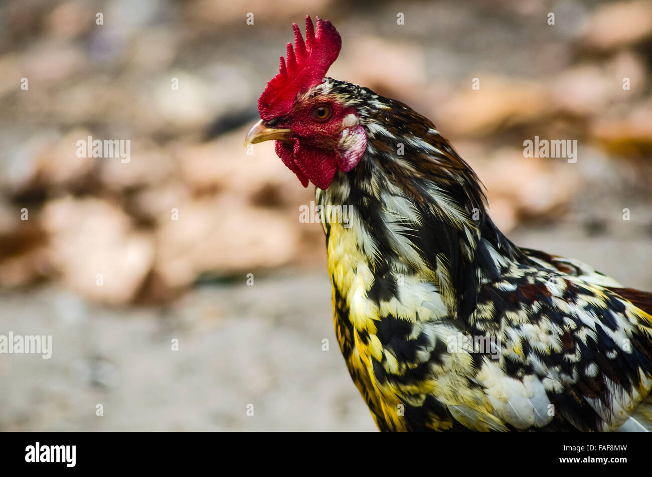 Chicken, Sierra Leone. Stock Photo
