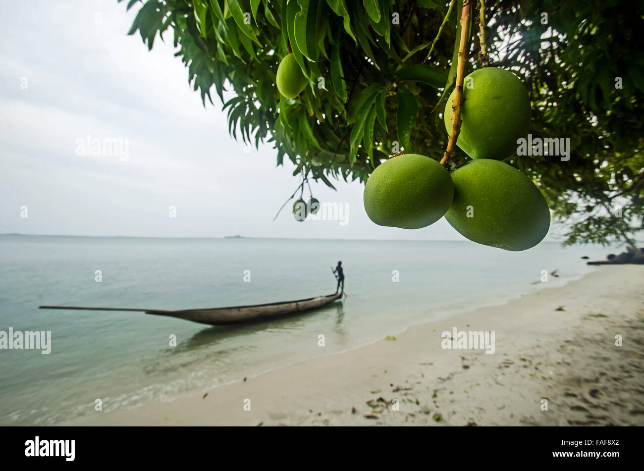 Ripening mangoes on Sei Island, the Turtle Islands, Sierra Leone. Stock Photo