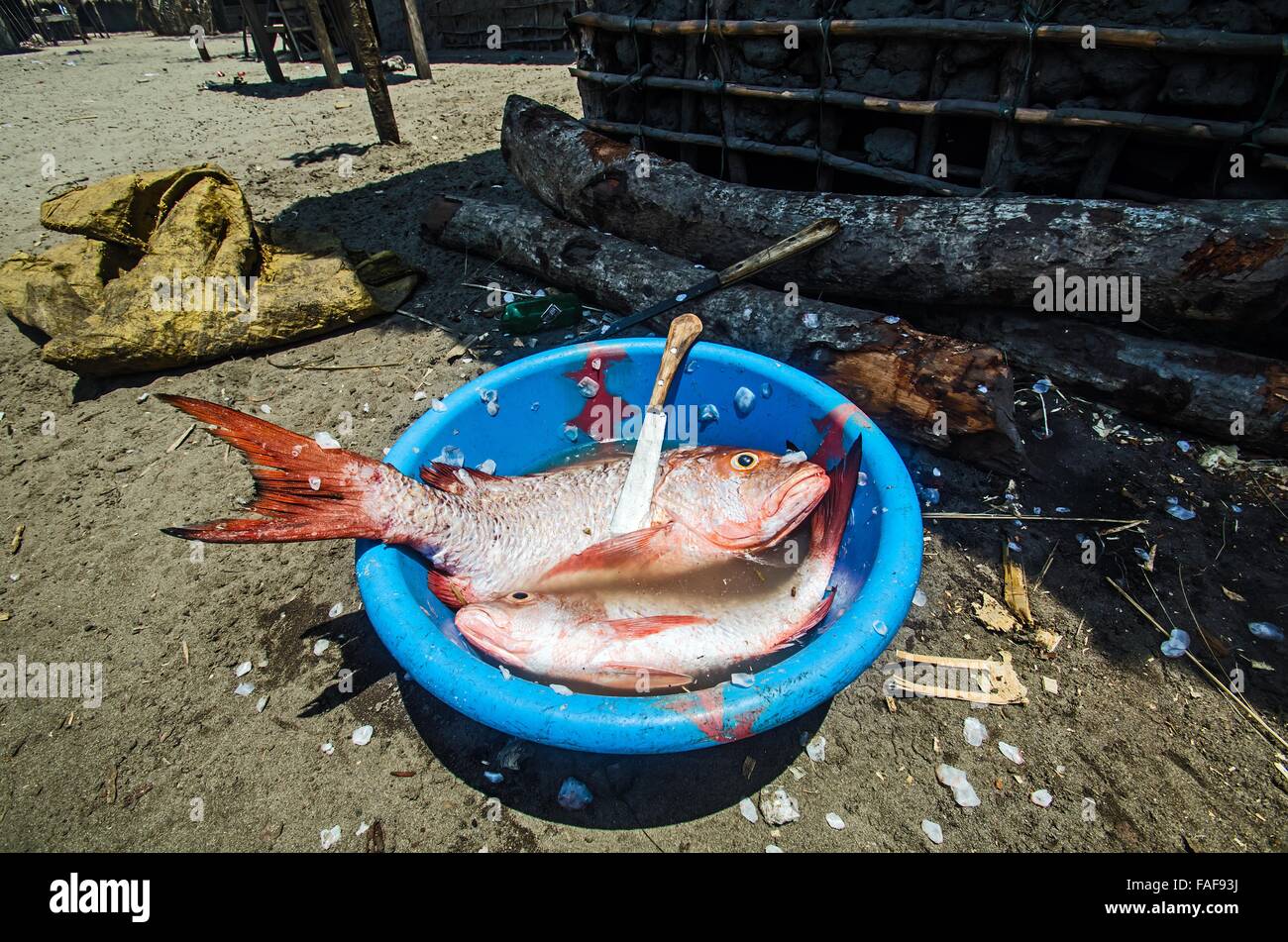 The day's catch, Yele island, Sierra Leone Stock Photo