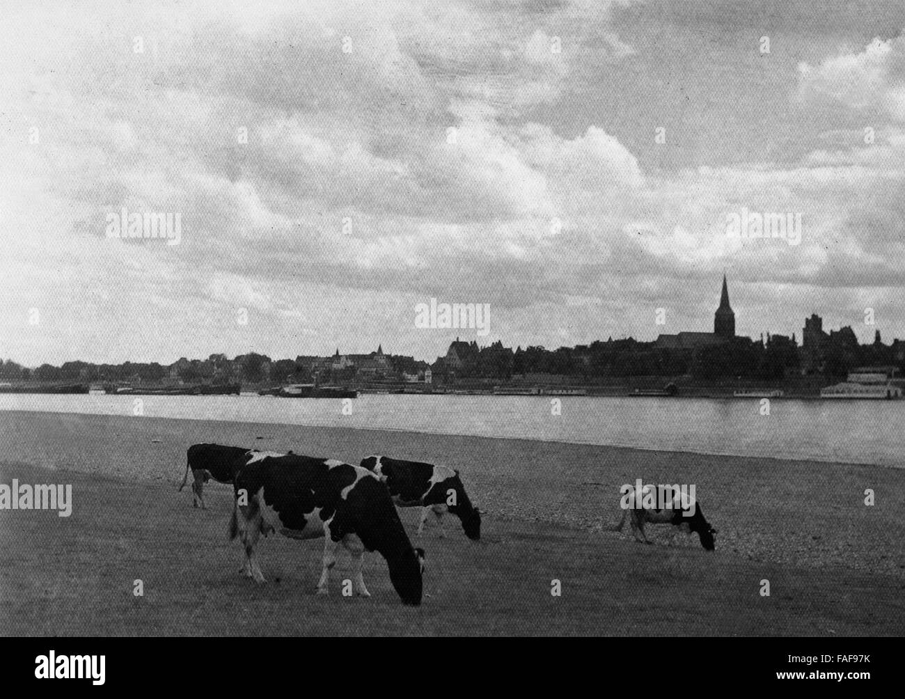 Kühe grasen am Rheinufer gegenüber von Rodenkirchen im Süden von Köln, Deutschland 1920er Jahre. Cows grazing at the opposite shore of Rodenkirchen in the south of Cologne, Germany 1920s. Stock Photo