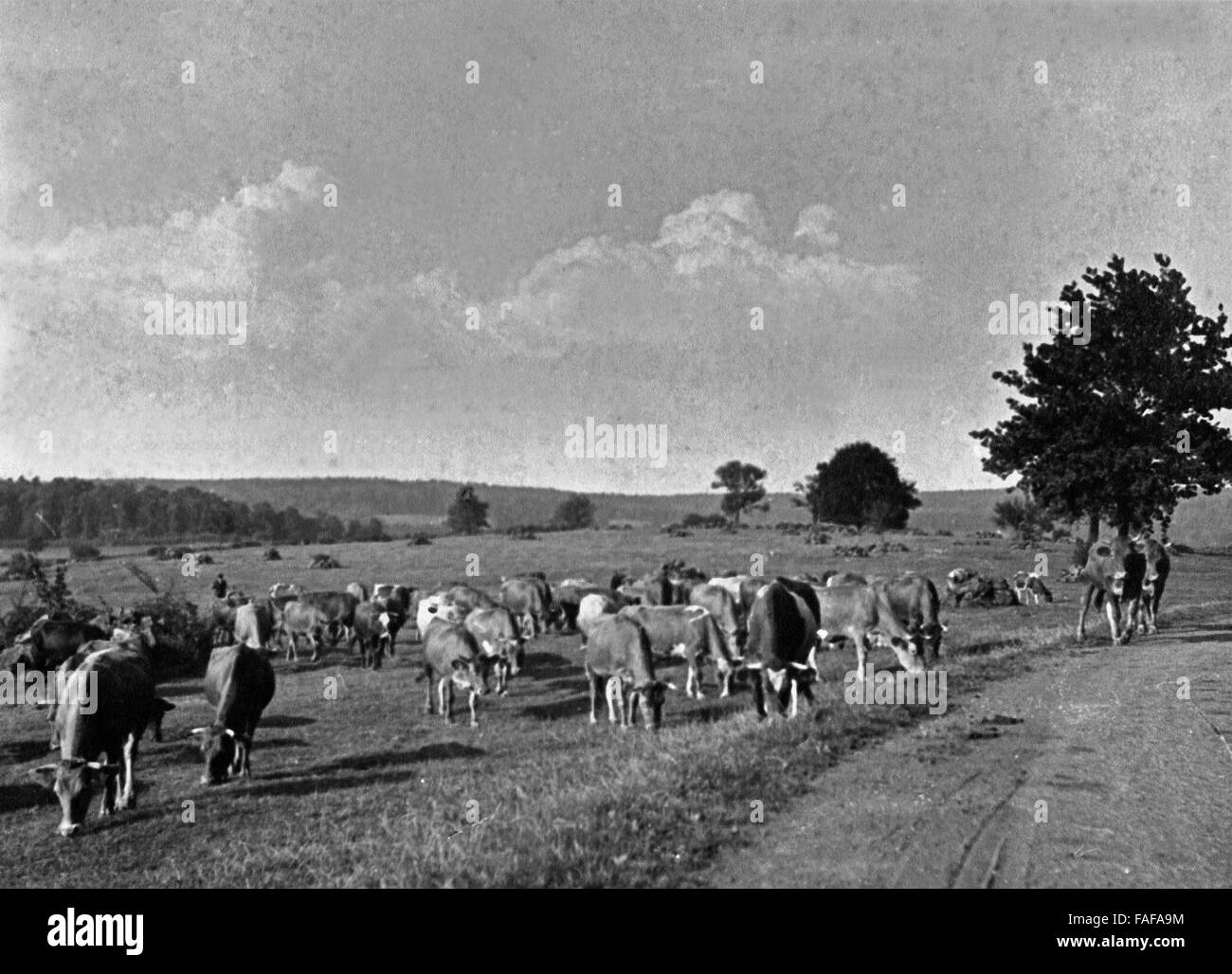 Kuhherde auf dem Weg in die Schweiz im Westerwald, Deutschland 1930er Jahre. Cattle on the way to Switzerland at Westerwald area, Germany 1930s. Stock Photo
