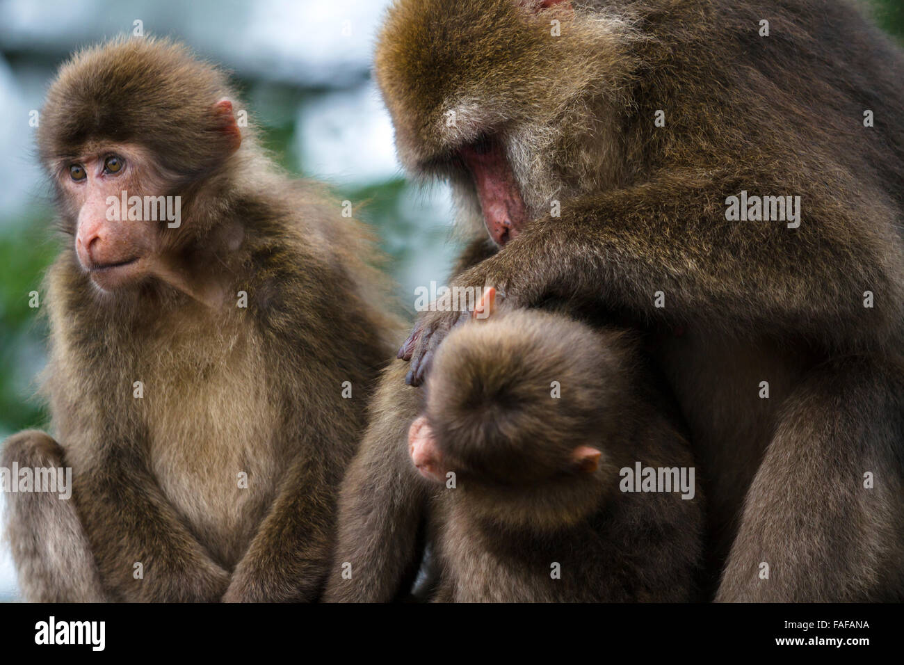 Mt.Emei, Sichuan province, China - Close up of the cute macaque in the wild. Stock Photo