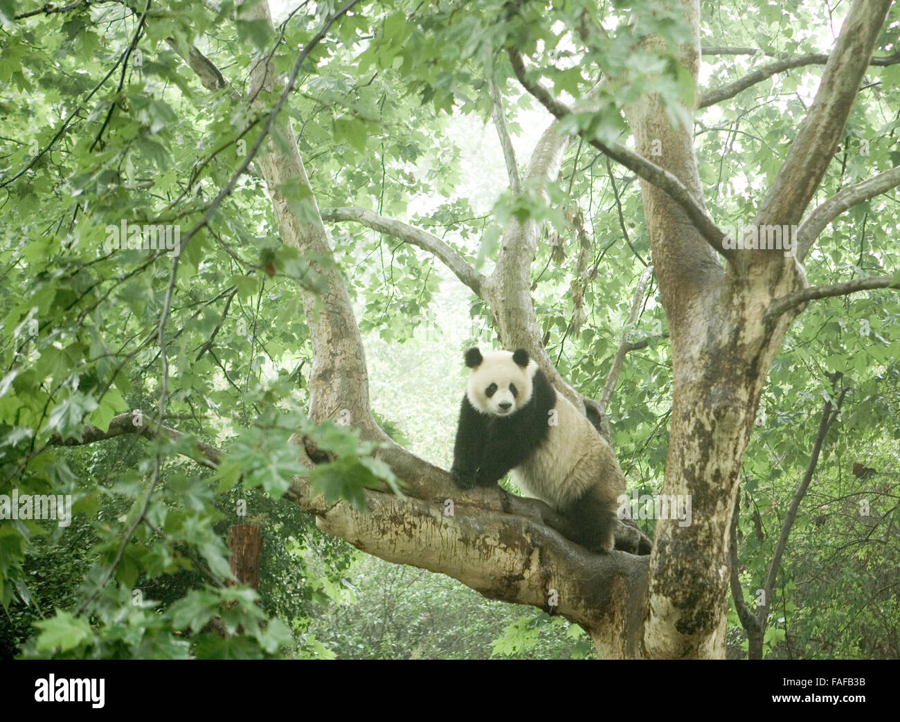 A Giant Panda enjoying climbing a tree at the National Panda Reserve at Chengdu, ( The capital of Sichuan )China Stock Photo