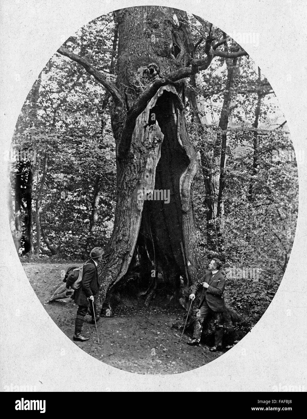 Hohle Eiche im Park in Brühl, Deutschland 1920er Jahre. Hollow oak tree in a park at Bruehl, Germany 1920s. Stock Photo