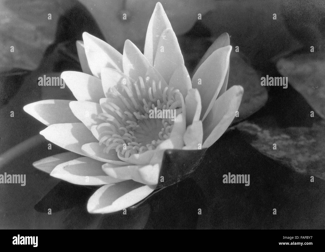 Blüte einer Seerose, Deutschland 1930er Jahre. Water lily in blossom, Germany 1930s. Stock Photo
