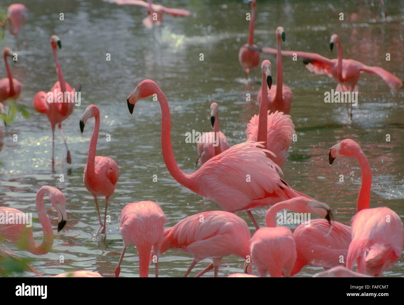 Pink flamingos on a lake Stock Photo
