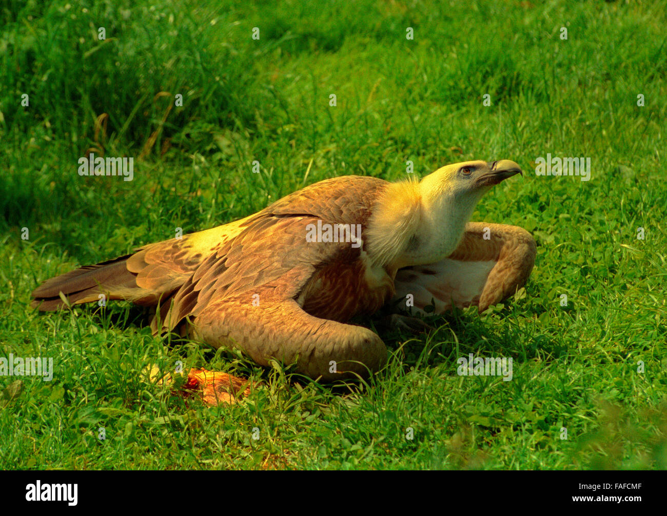 Adult eagle hiding, guarding and protecting its food Stock Photo