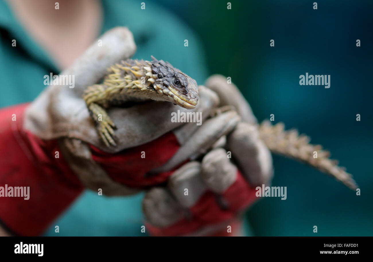 Hamburg, Germany. 29th Dec, 2015. A zoo keeper holds a giant girdled lizard (Cordylus giganteus) at Tierpark Hagenbeck zoo in Hamburg, Germany, 29 December 2015. Once a year, an inventory and health checks are conducted for the inhabitants of the tropical aquarium. PHOTO: AXEL HEIMKEN/DPA/Alamy Live News Stock Photo