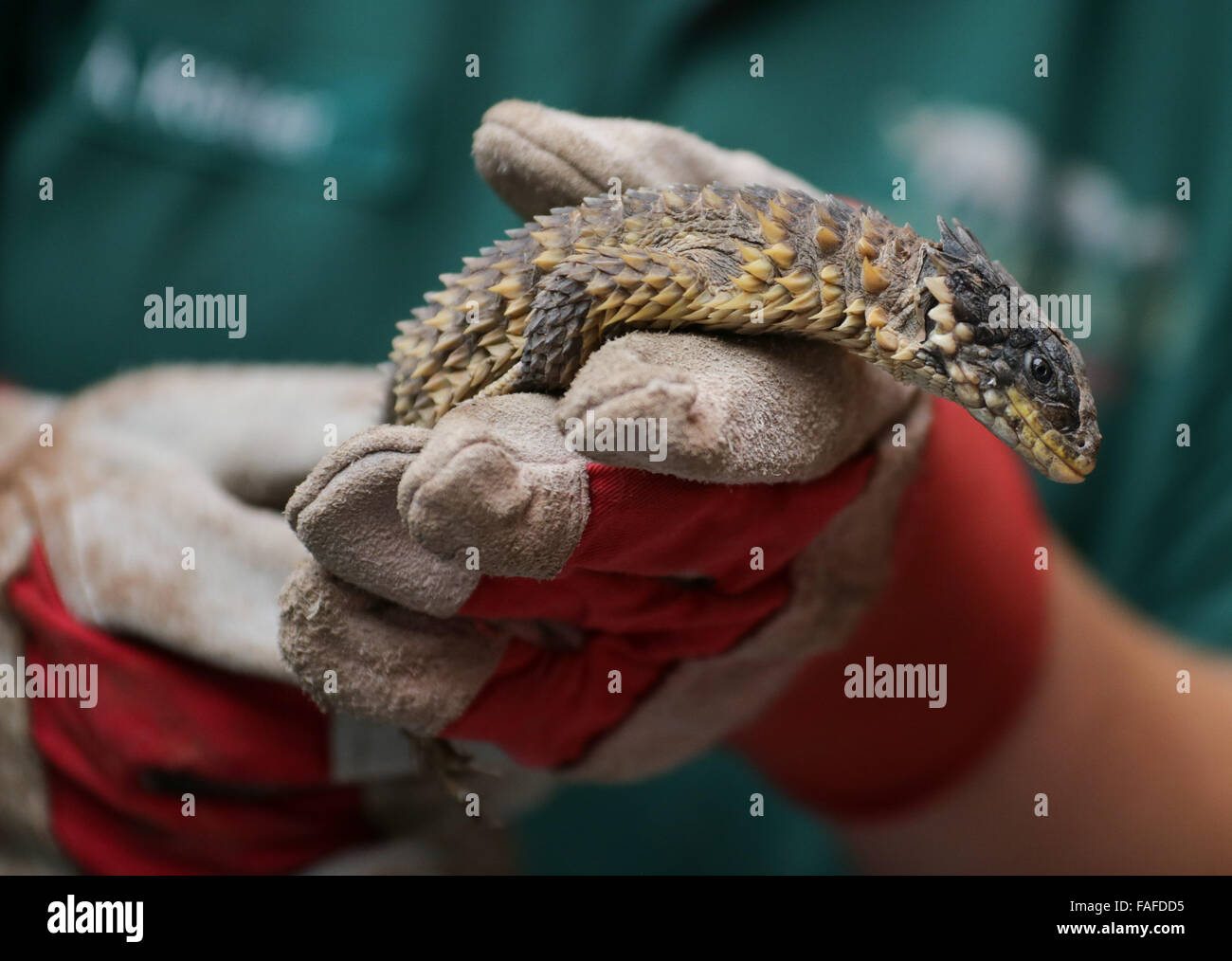 Hamburg, Germany. 29th Dec, 2015. A zoo keeper holds a giant girdled lizard (Cordylus giganteus) at Tierpark Hagenbeck zoo in Hamburg, Germany, 29 December 2015. Once a year, an inventory and health checks are conducted for the inhabitants of the tropical aquarium. PHOTO: AXEL HEIMKEN/DPA/Alamy Live News Stock Photo