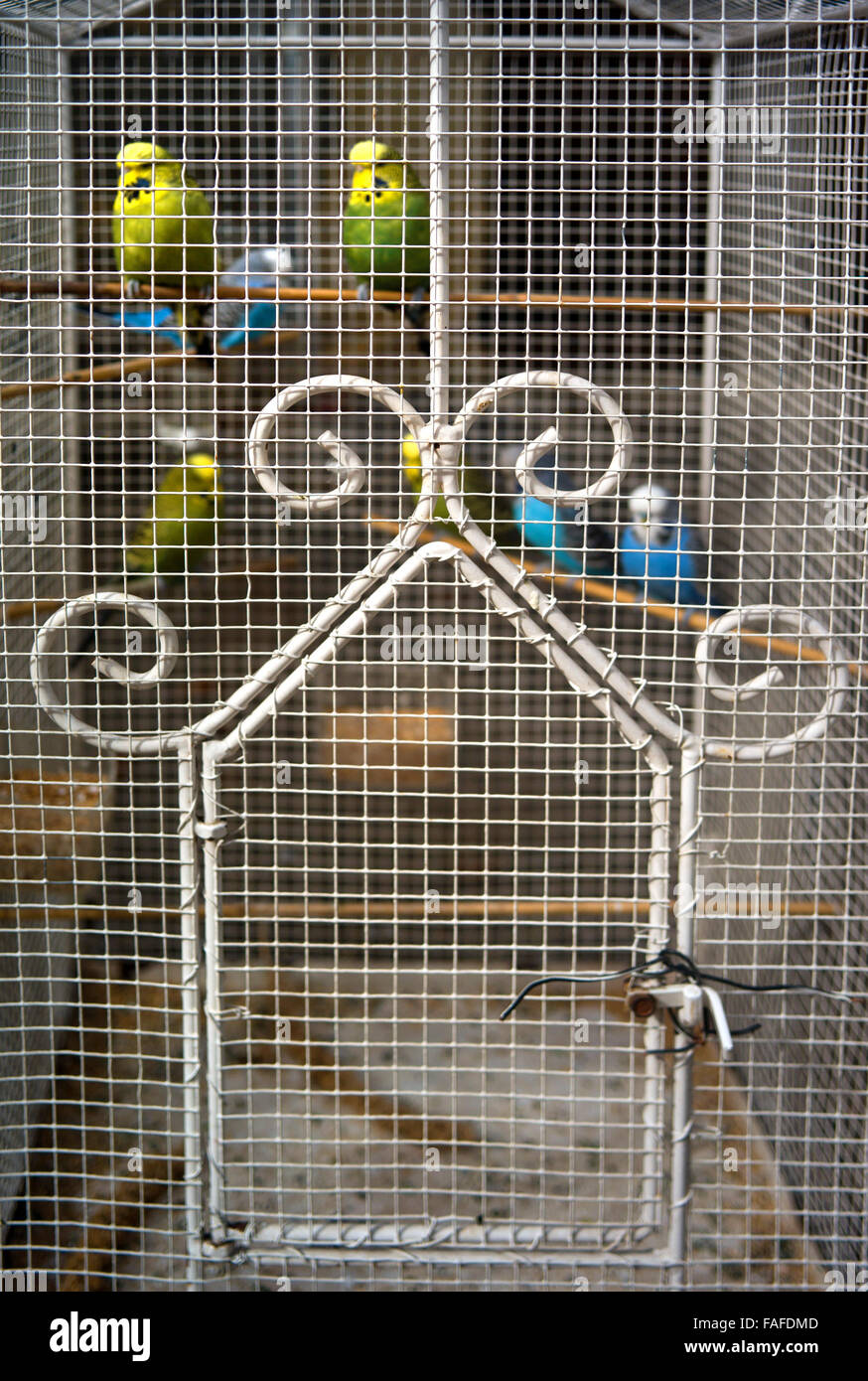Budgie cage Stock Photo Alamy